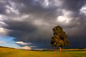 Stand strong despite the storm...